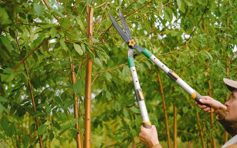 Tree trimming in Curtis, WA