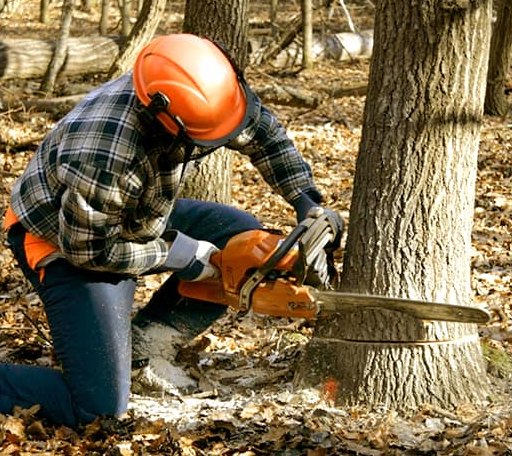 Tree Removal in Curtis, WA